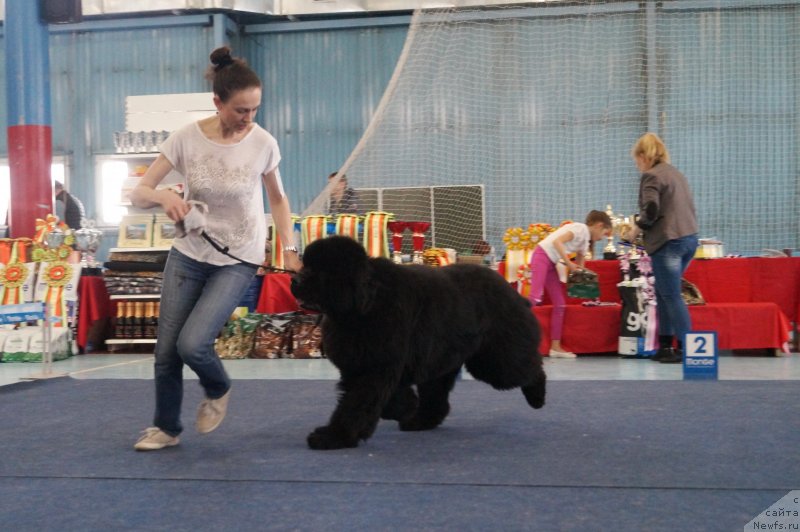 Фото: Анна Мельзенинова, ньюфаундленд Дарк Кнайт из Аркаима