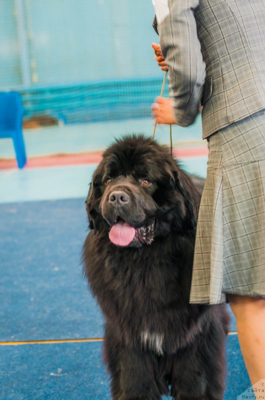 Фото: ньюфаундленд Горячий Поцелуй из Аркаима