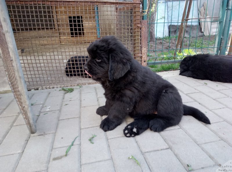 Фото: ньюфаундленд Аминас Фест Той (Amina'c First Toy), ньюфаундленд Аминас Фест Той (Amina'c First Toy)