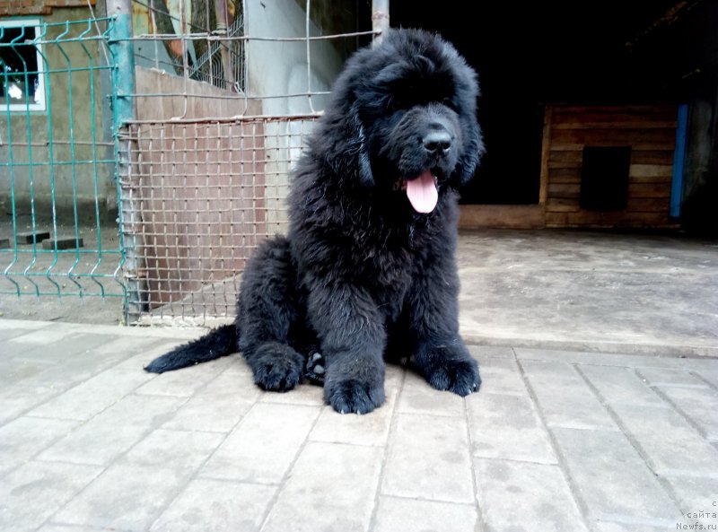 Фото: ньюфаундленд Аминас Фест Той (Amina'c First Toy)