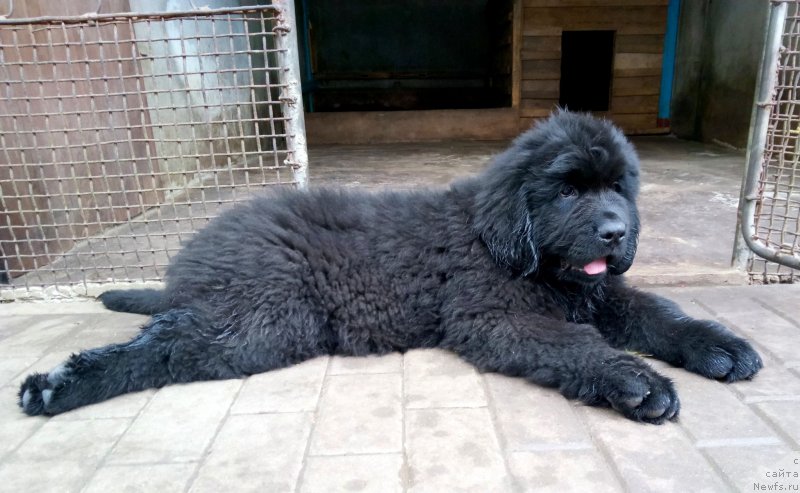 Фото: ньюфаундленд Аминас Фест Той (Amina'c First Toy)