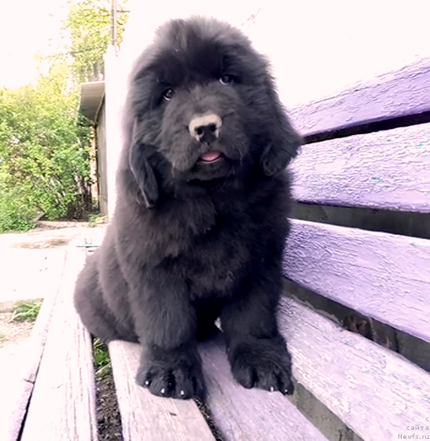 Фото: ньюфаундленд Аминас Фест Той (Amina'c First Toy), ньюфаундленд Аминас Фест Той (Amina'c First Toy)