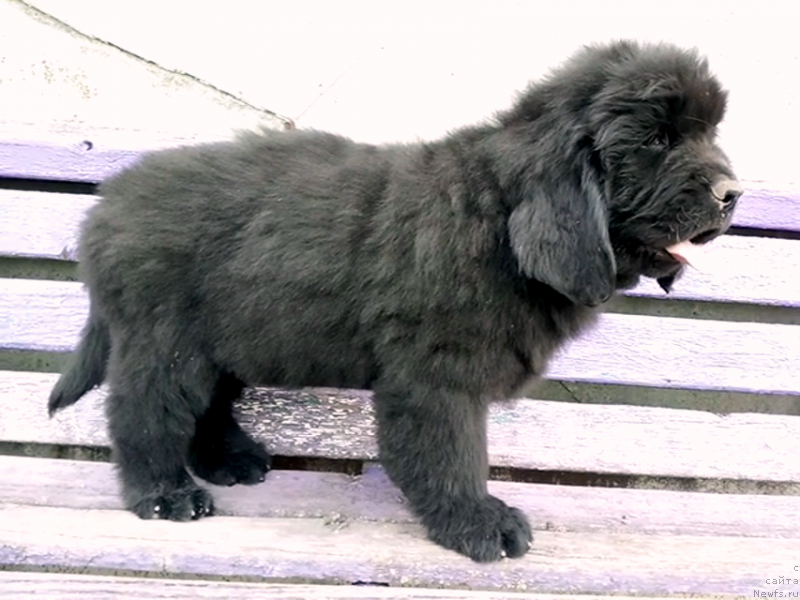 Фото: ньюфаундленд Аминас Фест Той (Amina'c First Toy), ньюфаундленд Аминас Фест Той (Amina'c First Toy)