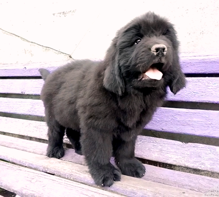 Фото: ньюфаундленд Аминас Фест Той (Amina'c First Toy), ньюфаундленд Аминас Фест Той (Amina'c First Toy)