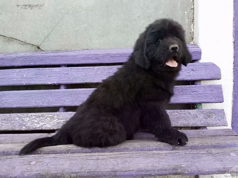 Фото: ньюфаундленд Аминас Фест Той (Amina'c First Toy), ньюфаундленд Аминас Фест Той (Amina'c First Toy)