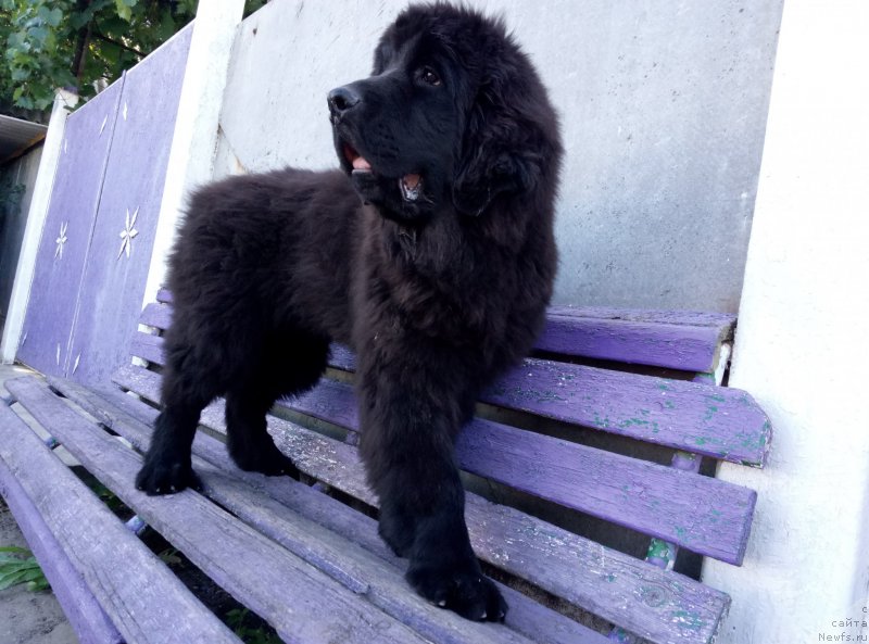 Фото: ньюфаундленд Аминас Фест Той (Amina'c First Toy), ньюфаундленд Аминас Фест Той (Amina'c First Toy)