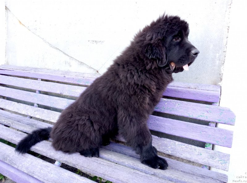 Фото: ньюфаундленд Аминас Фест Той (Amina'c First Toy), ньюфаундленд Аминас Фест Той (Amina'c First Toy)