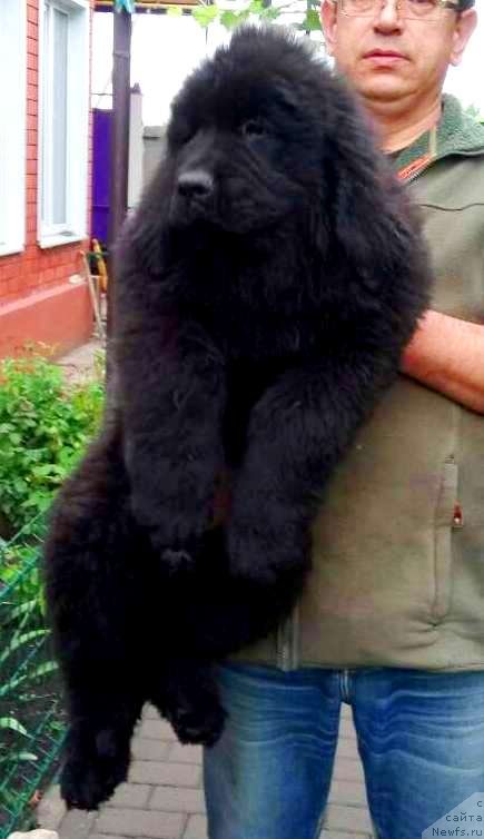 Фото: ньюфаундленд Аминас Фест Той (Amina'c First Toy), ньюфаундленд Аминас Фест Той (Amina'c First Toy)