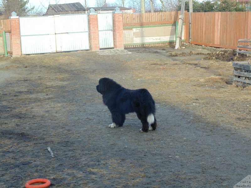 Фото: ньюфаундленд Супер Бизон Тадж-Махал