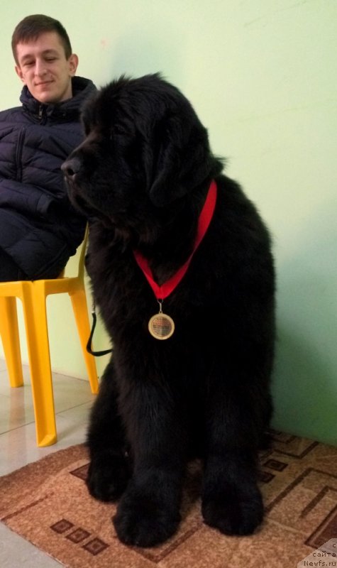 Фото: ньюфаундленд Аминас Фест Той (Amina'c First Toy)