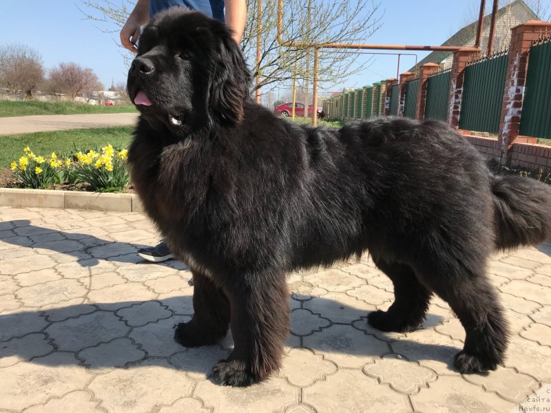 Фото: ньюфаундленд Акватория Келвин Навигатор (Aquatoriya Kelvin Navigator)