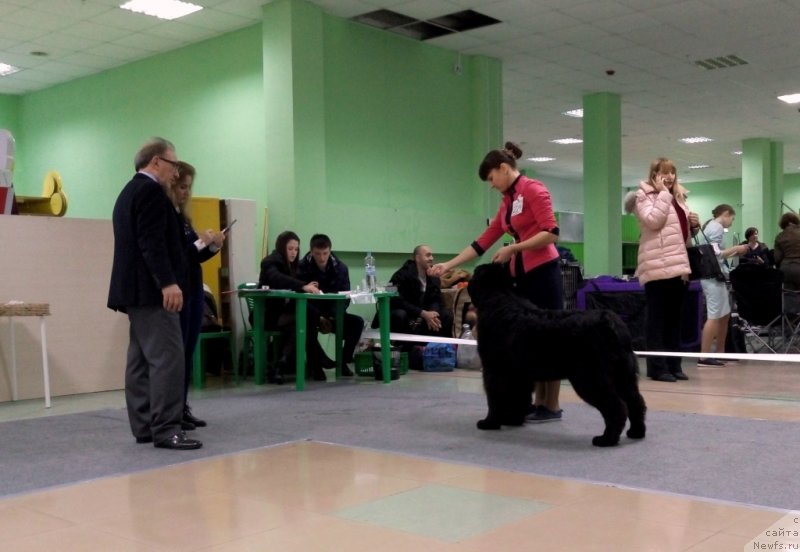 Фото: ньюфаундленд Аминас Фест Той (Amina'c First Toy)