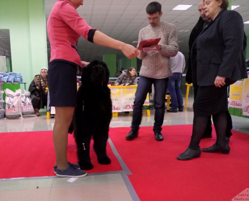 Фото: ньюфаундленд Аминас Фест Той (Amina'c First Toy)