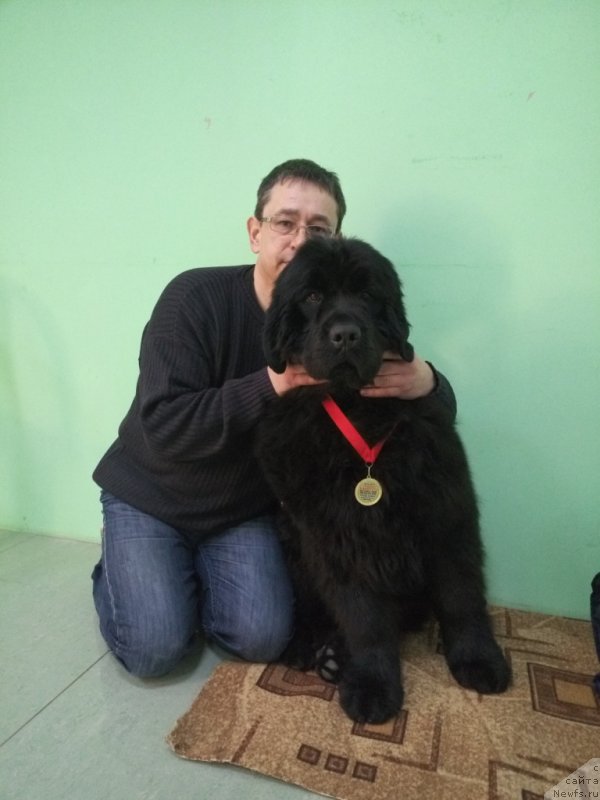 Фото: ньюфаундленд Аминас Фест Той (Amina'c First Toy)