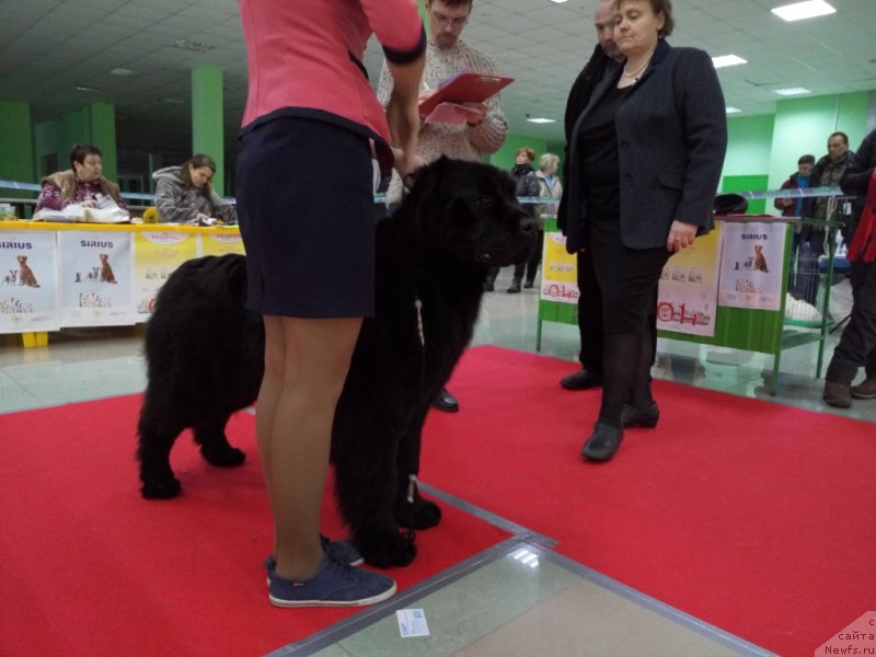 Фото: ньюфаундленд Аминас Фест Той (Amina'c First Toy)