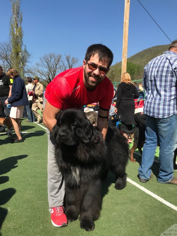 Фото: ньюфаундленд Акватория Келвин Навигатор (Aquatoriya Kelvin Navigator), Михаил Копытенко