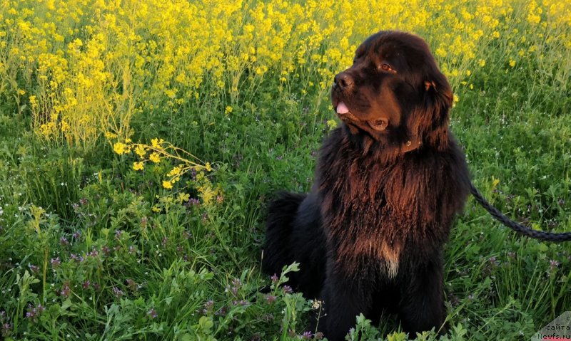 Фото: ньюфаундленд Акватория Келвин Навигатор (Aquatoriya Kelvin Navigator)