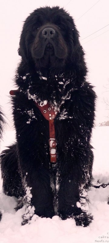 Фото: ньюфаундленд Аминас Фест Той (Amina'c First Toy)