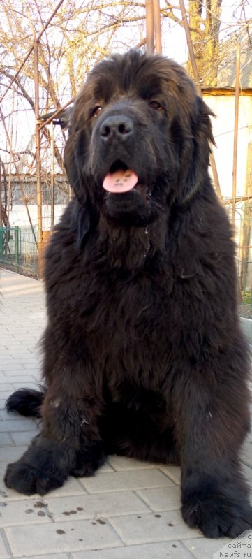 Фото: ньюфаундленд Аминас Фест Той (Amina'c First Toy)