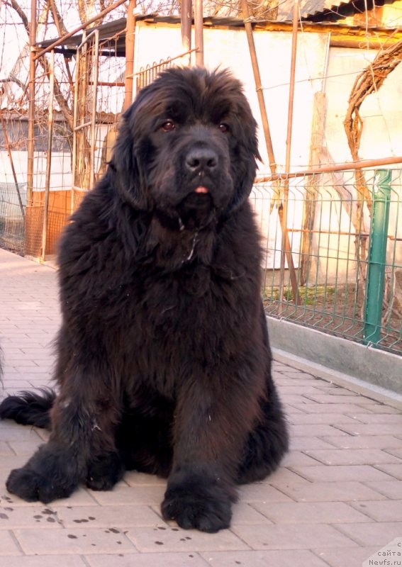 Фото: ньюфаундленд Аминас Фест Той (Amina'c First Toy)