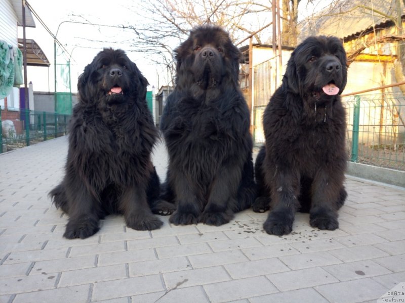 Фото: ньюфаундленд Аминас Фест Той (Amina'c First Toy)