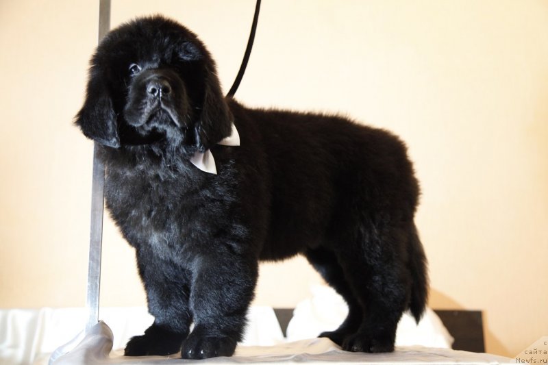 Фото: ньюфаундленд Перл оф Сиа Дипс Жизель