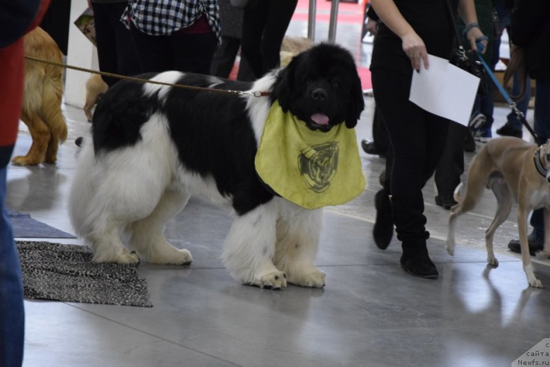 Фото: ньюфаундленд Супер Премиум Жодо Феролли (Super Premium Zhodo Ferolli)