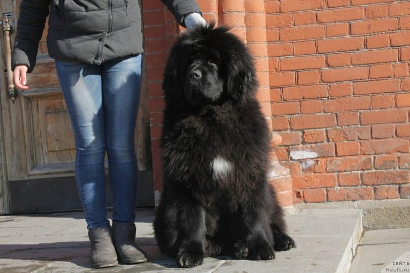 Фото: ньюфаундленд Барби из Замка Мелвин (Barby iz Zamka Melvin), ньюфаундленд Барби из Замка Мелвин (Barby iz Zamka Melvin)