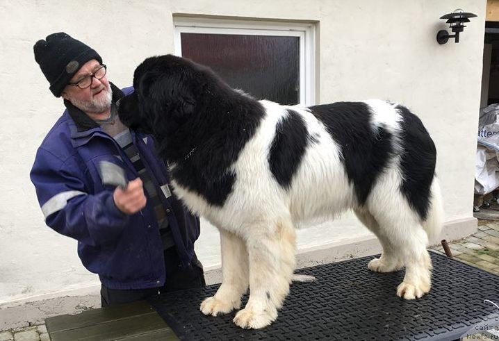Фото: ньюфаундленд Аквиан Сонг Тейят Приор