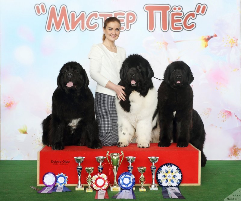 Фото: Ксения Новикова, ньюфаундленд Аквиан Сонг Лаватера (Akvian Song Lavatera), ньюфаундленд Oukaya Forever Le Grand Ami for-Akvian Song, ньюфаундленд Аквиан Сонг Текила Голд (Akvian Song Tequila Gold)