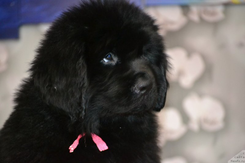 Фото: ньюфаундленд Николь Яркая Звезда (Nikol Yarkaya Zvezda)