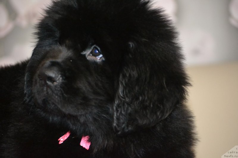 Фото: ньюфаундленд Николь Яркая Звезда (Nikol Yarkaya Zvezda)