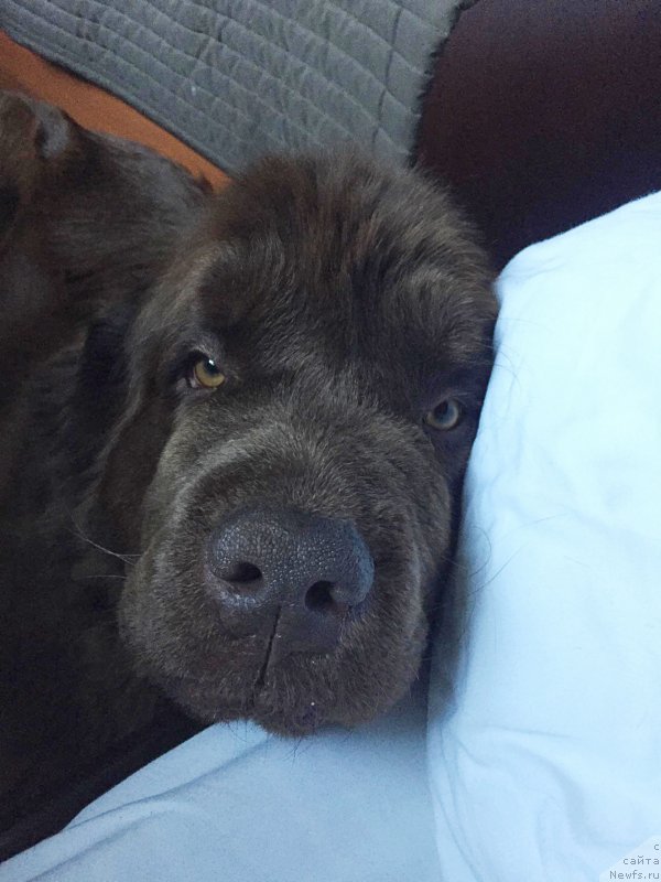 Фото: ньюфаундленд Наоми Таголири фор Браунблад (Naomi Tagoliri for Brouwnblood)