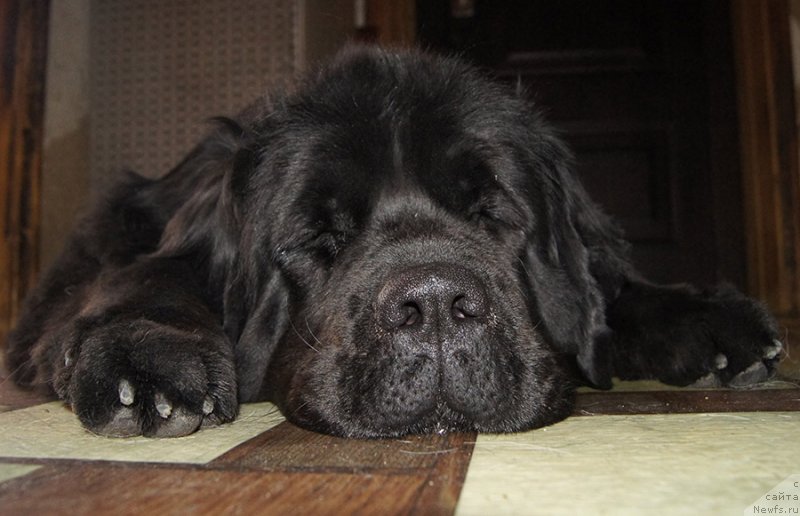 Фото: ньюфаундленд Супер Бизон Оллисия