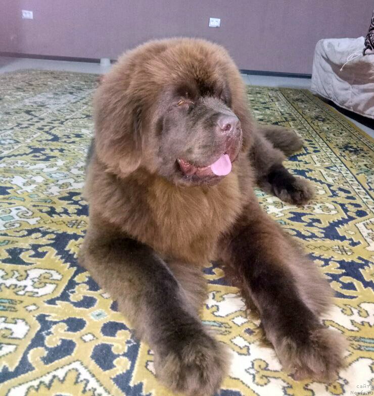 Фотография № 235247