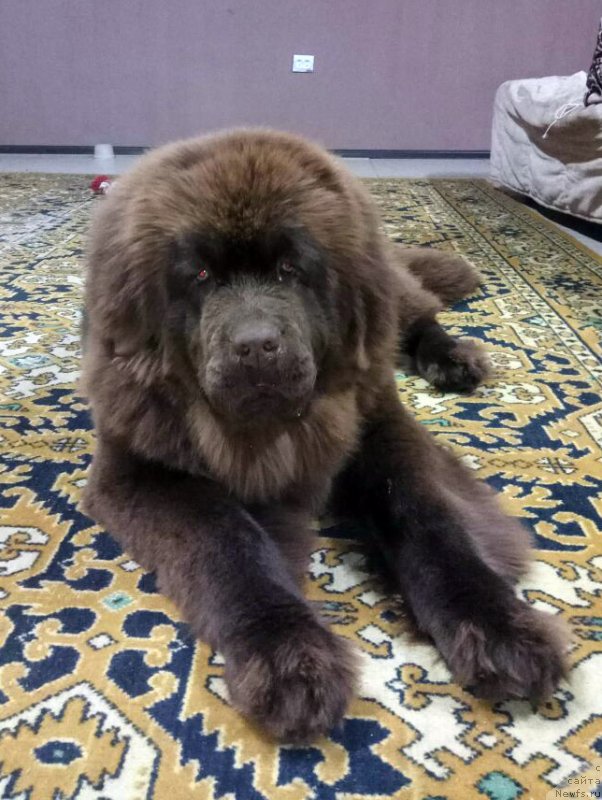 Фото: ньюфаундленд Супер Бизон Урбан Принцесс (Super Bizon Urban Princess)