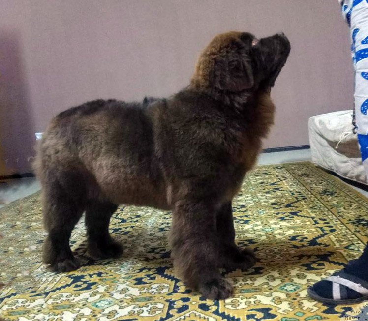 Фотография № 235250