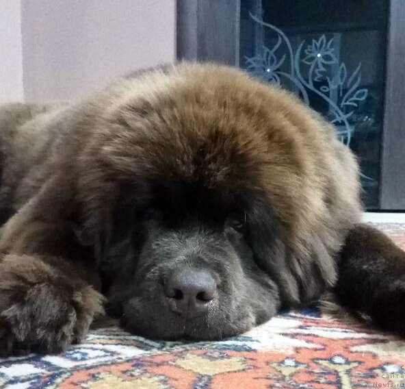 Фотография № 235251