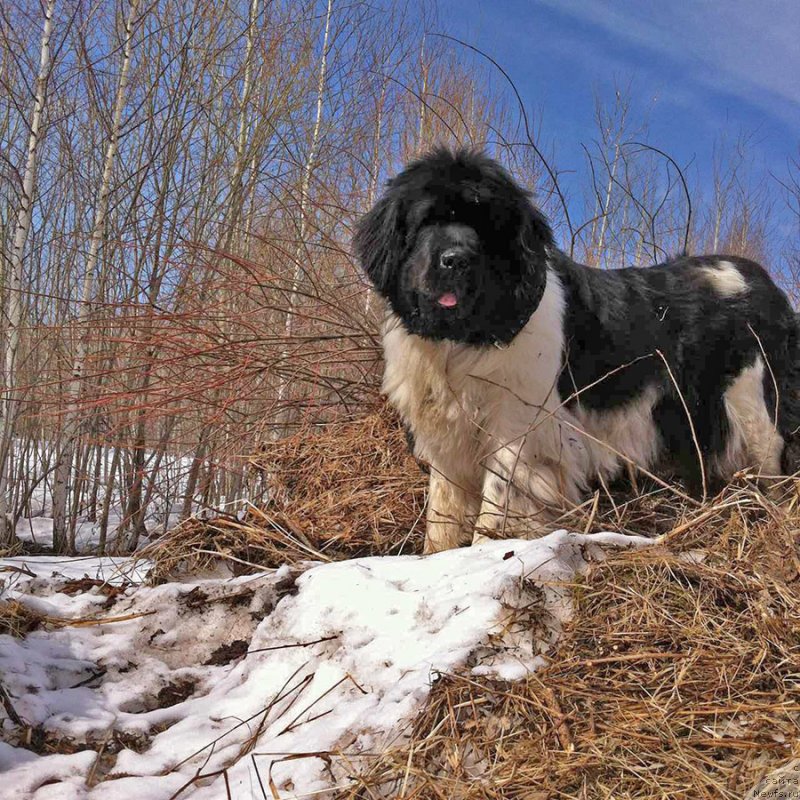 Фотография № 235258