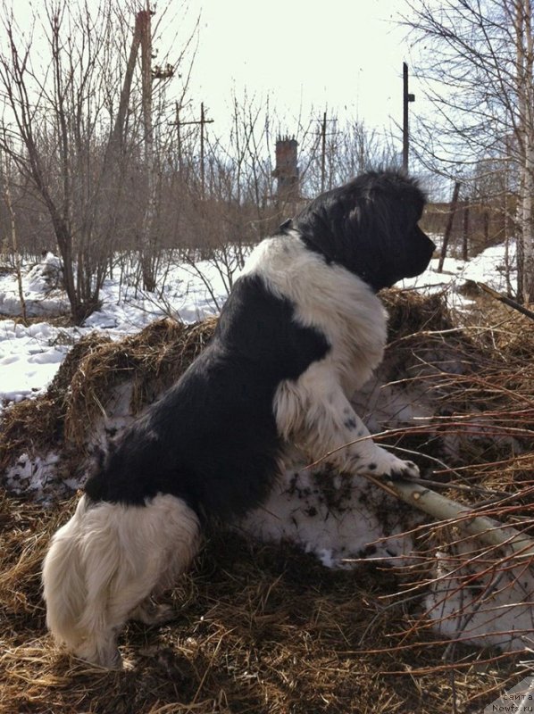 Фото: ньюфаундленд Супер Бизон Матильда