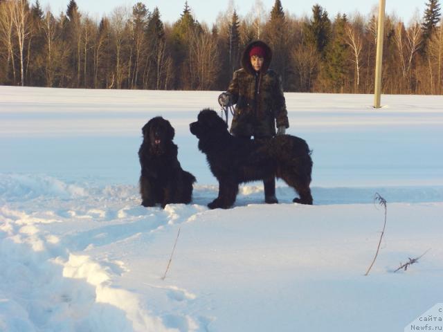 Фото: ньюфаундленд Акин Соул София, ньюфаундленд Лесная Сказка Лунная Соната