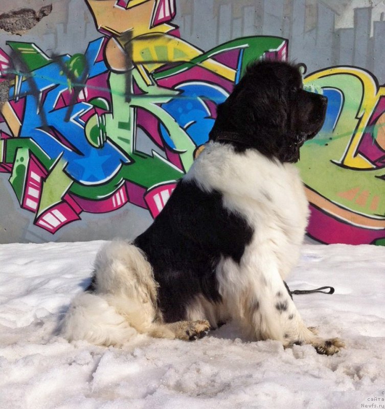 Фото: ньюфаундленд Супер Бизон Матильда