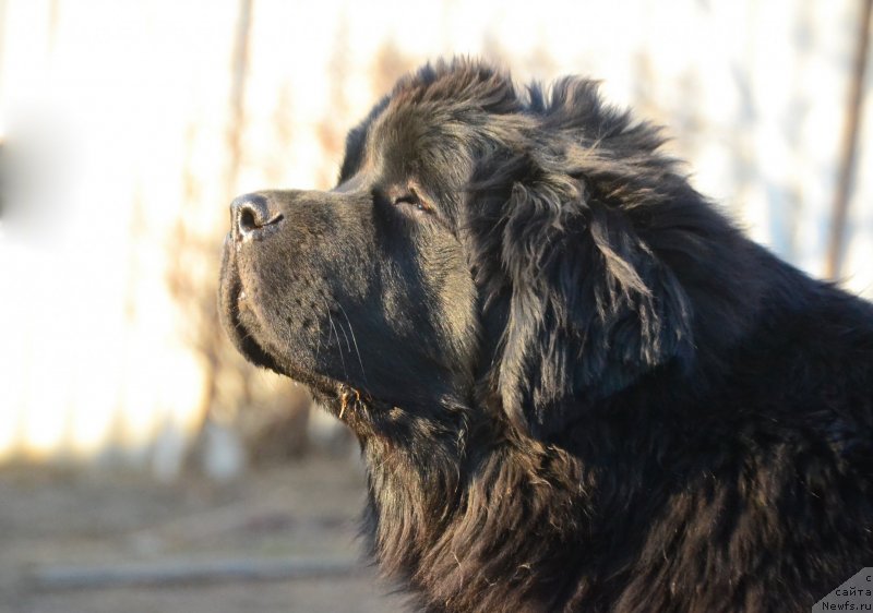 Фото: ньюфаундленд Талисман Моря Изумрудная Волна