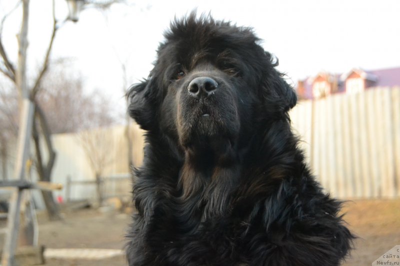 Фото: ньюфаундленд Талисман Моря Мишель