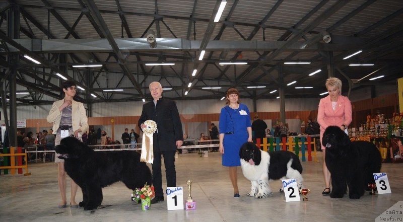 Фото: Акватория Келвин Авантюрист, Гордон Инг'л Перикльз фром Рашн Беар, Much Better Kilnioji Sirdis