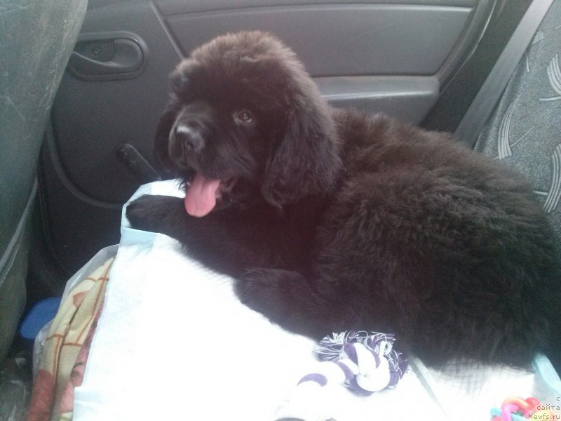 Фото: ньюфаундленд Перл оф Сиа Дипс Жерар