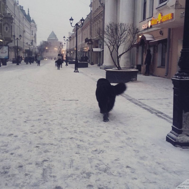 Фото: Ксения Могутнова, ньюфаундленд Акнолидж Акела (Aknolidzh Akela)