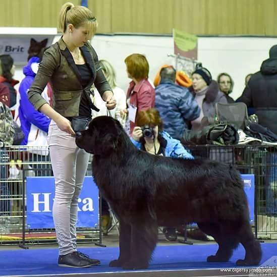 Фото: Ксения Могутнова, ньюфаундленд Акнолидж Акела (Aknolidzh Akela)