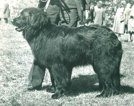 Фото: ньюфаундленд Блэк Даная