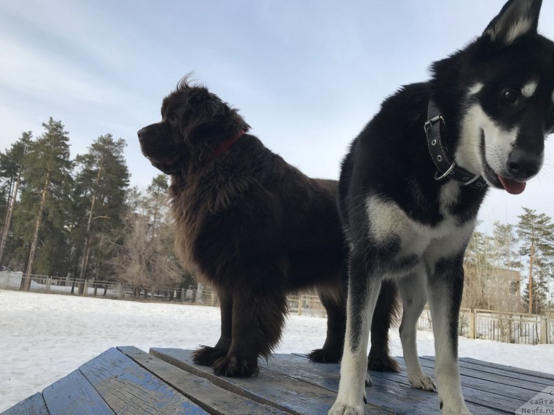 Фото: ньюфаундленд Браунблад МСК Жанара Хайя (Brownblood MSK Zhanara Haya)
